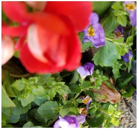 Philamena in the flower box